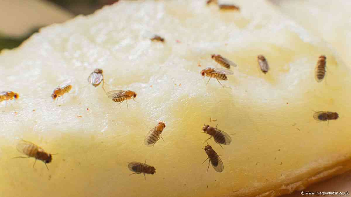 Get rid of fruit flies instantly with 1 cooking item they hate – not vinegar