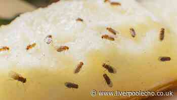 Get rid of fruit flies instantly with 1 cooking item they hate – not vinegar