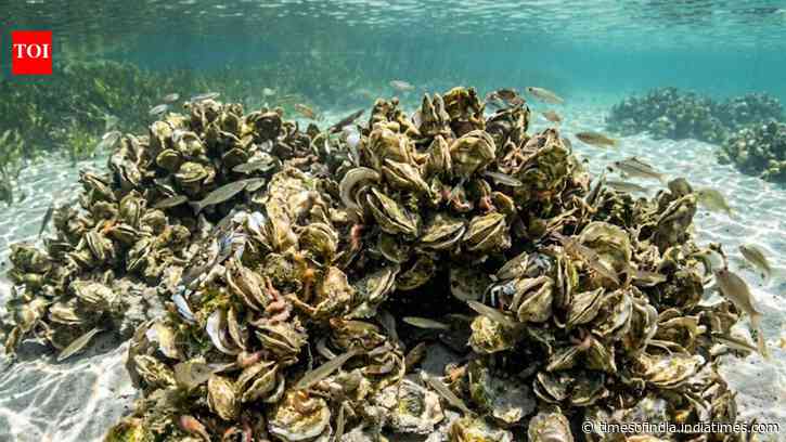 Florida oyster reef restoration helped marine life return within 18 months