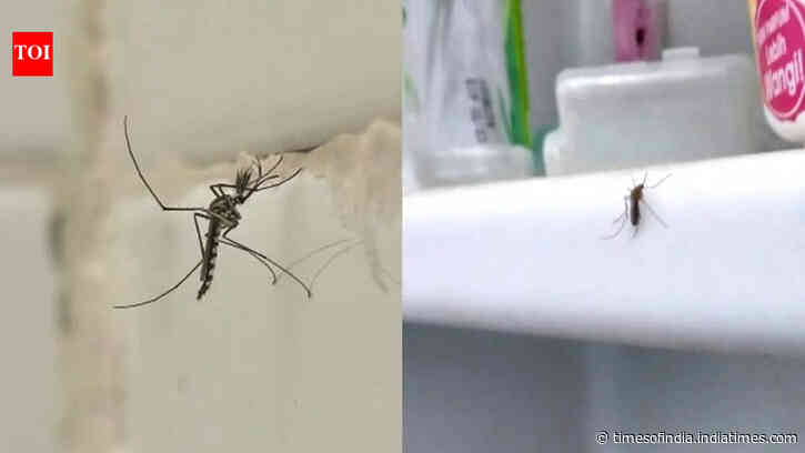 5 simple tips to keep mosquitoes away from bathroom