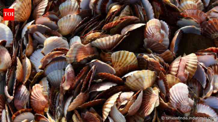 Japan village turns 40,000 tonnes of discarded scallop shells into stronger safety helmets