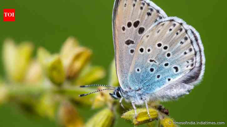 Large Blue Comeback: extinct UK butterfly surges 1,866%; ecosystem fix drives recovery