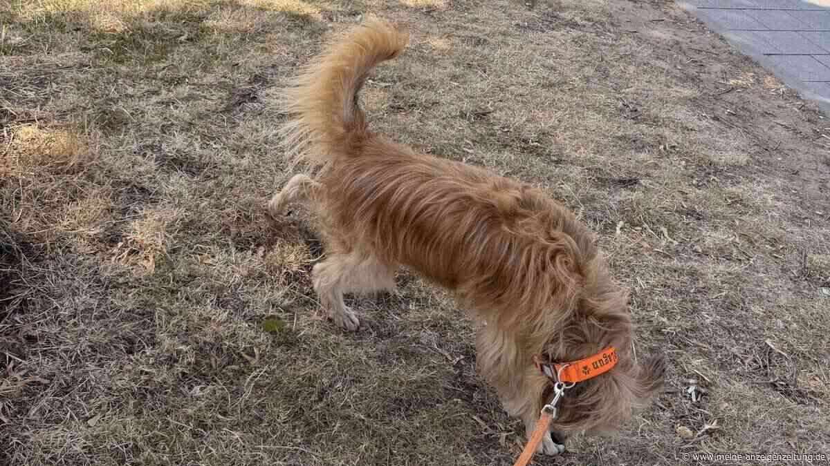 Hund scharrt nach dem Geschäft: Was hinter der Geste steckt
