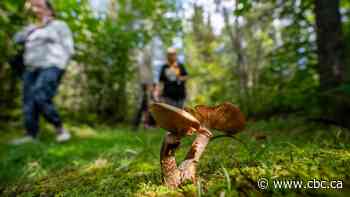 A closer look at the hidden world of mushrooms