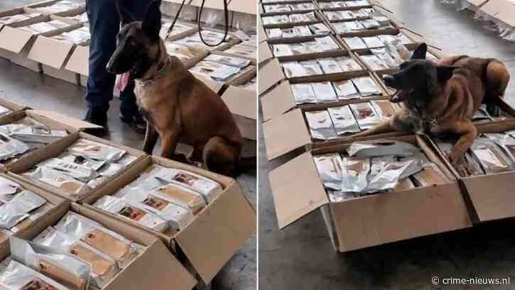 Speurhond slaat aan op ton koffie luchthaven: cocaïne verstopt in internationale handelszending