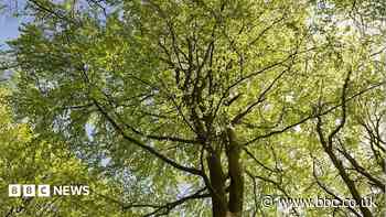 Lewes adopts charter recognising rights of trees