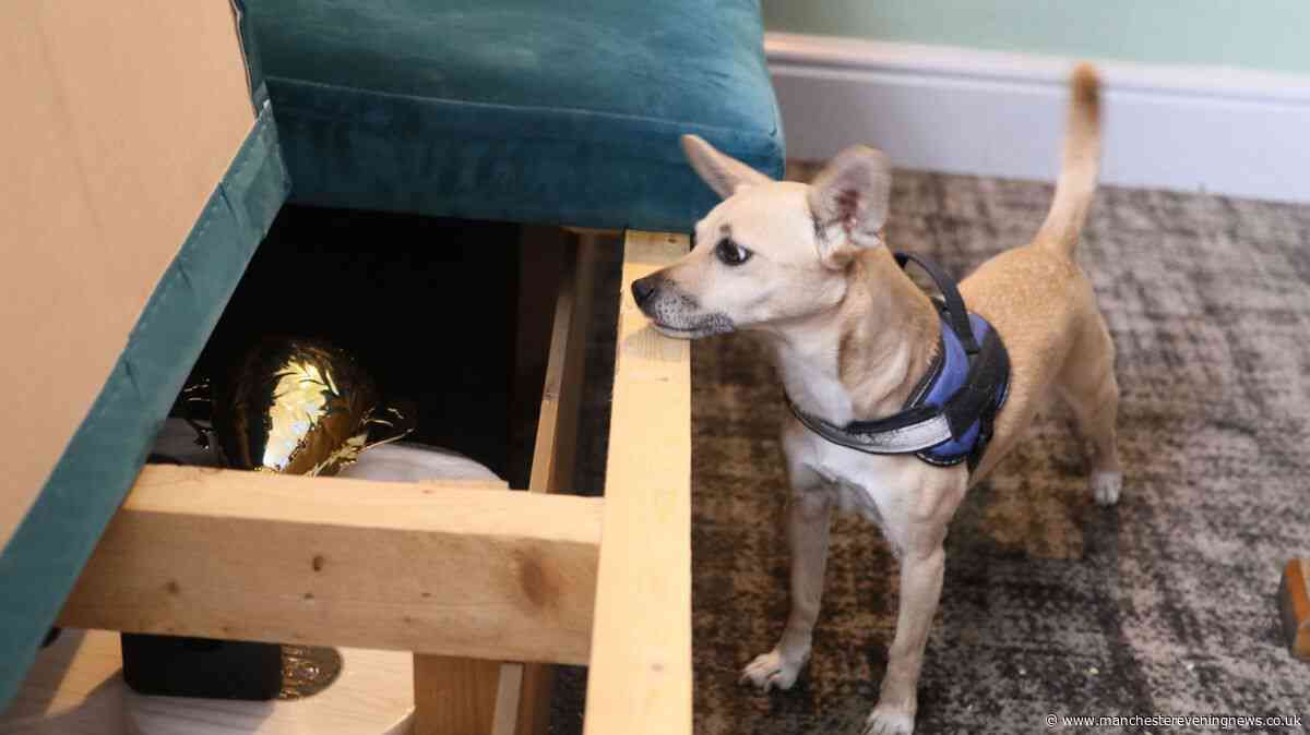 Mystery solved as 'hero' dog finds missing trophy after Bury's World Black Pudding Throwing Championships