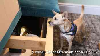 Mystery solved as 'hero' dog finds missing trophy after Bury's World Black Pudding Throwing Championships