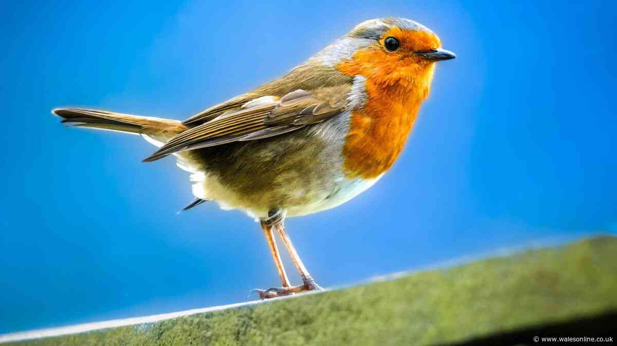 One common food scrap will bring birds to your garden this autumn