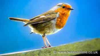 One common food scrap will bring birds to your garden this autumn