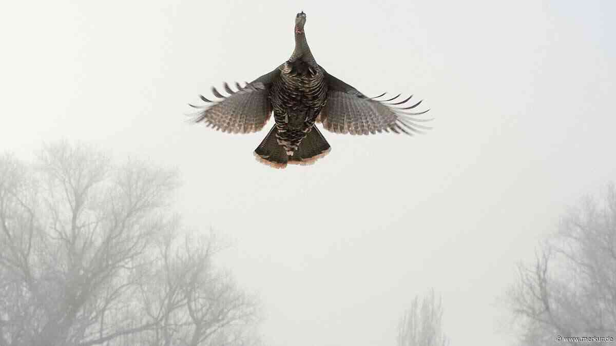 Vogelgrippe breitet sich in US-Truthahnfarmen aus: Und das vor Thanksgiving