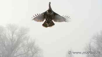 Vogelgrippe breitet sich in US-Truthahnfarmen aus: Und das vor Thanksgiving