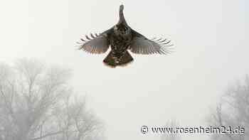 Vogelgrippe breitet sich in US-Truthahnfarmen aus: Und das vor Thanksgiving