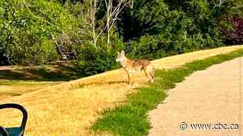 Coyote vs. Cathedral: Regina residents worried about wildlife in neighbourhood