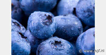 Egypte als nieuwe speler op Europese markt voor blauwe bessen