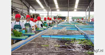 Filipijnen willen bananensector minder afhankelijk maken van China