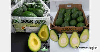 Avocadotelers in zuiden van Peru tevreden met voorbije seizoen