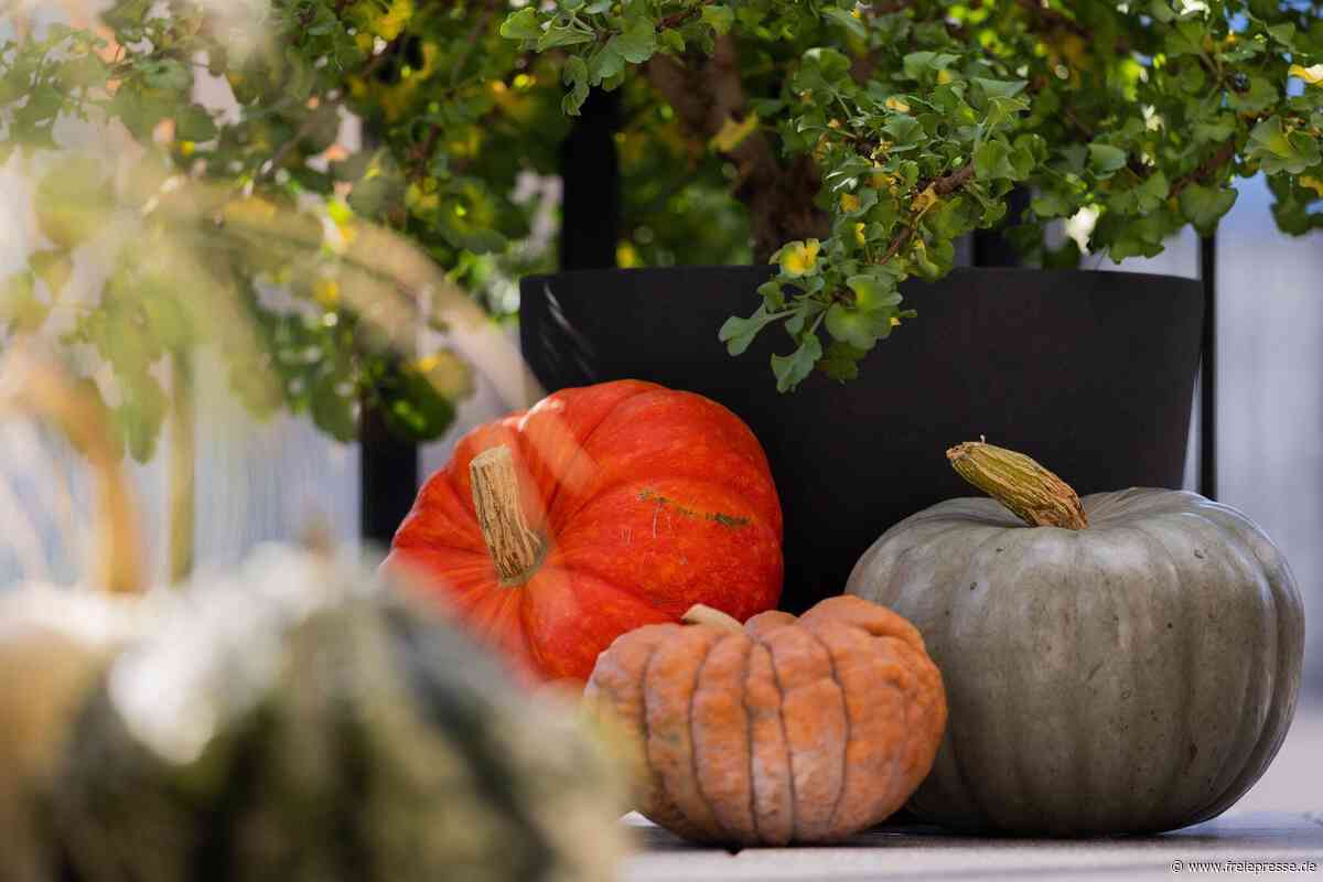 Von Rochlitz bis Clausnitz: Herbstliche Märkte und Feste am Wochenende
