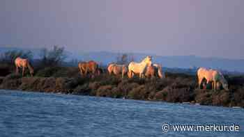 Seit Jahrhunderten in freier Natur: Was Camargue-Pferde so besonders macht