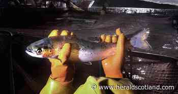 One in two salmon died at Scottish fish farm before site was fallowed