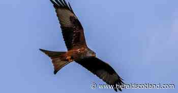 Protected red kite found trapped in illegal device as police hunt culprit
