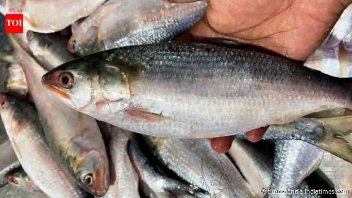 Reverse flow: Now, India set to export 700 tonnes of prized hilsa to Bangladesh