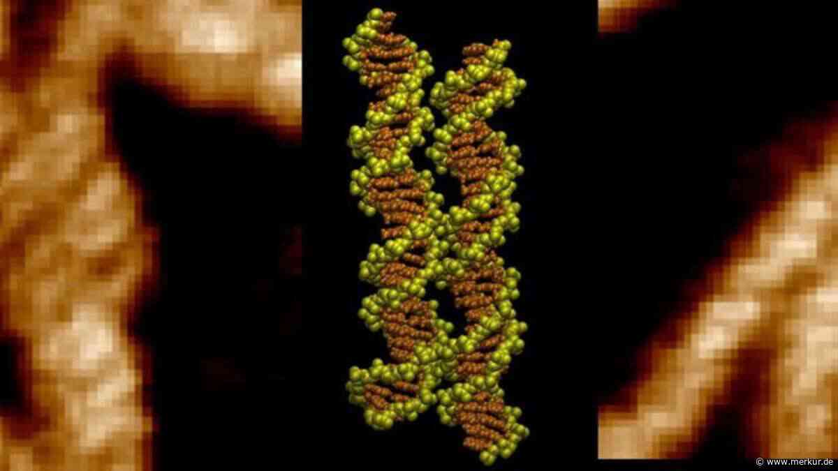 DNA müsste sich wie Magnete abstoßen – Forscher sehen erstmals, wie Doppelhelices zusammenfinden