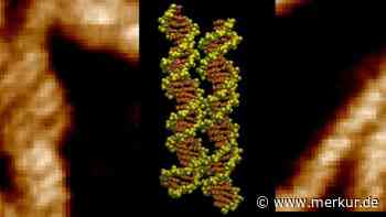 DNA müsste sich wie Magnete abstoßen – Forscher sehen erstmals, wie Doppelhelices zusammenfinden