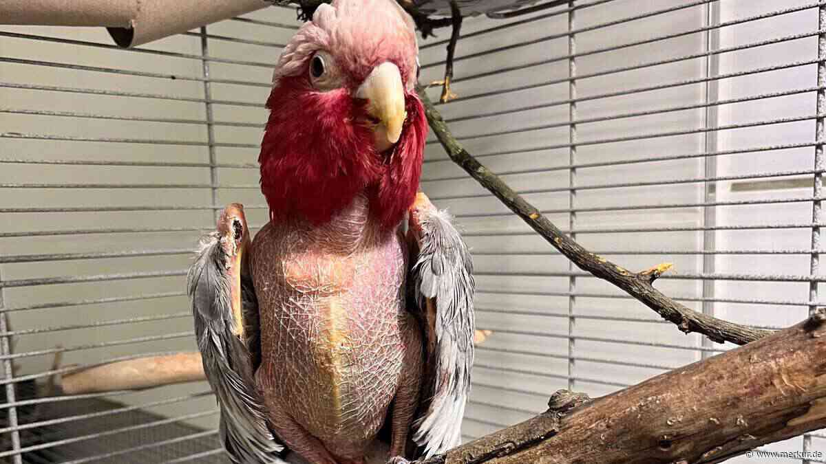 Gerupfter Kakadu: Tierschutzverein rettet Papagei aus Grünwalder Seniorenheim