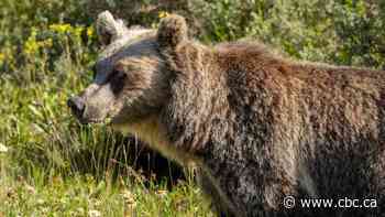 Grizzly bear killings have spiked through provincial program; government says recovery still priority
