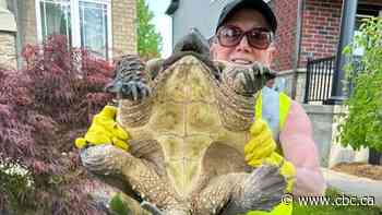 Turtle hotline launches in Wellington County, responding to 'big need'