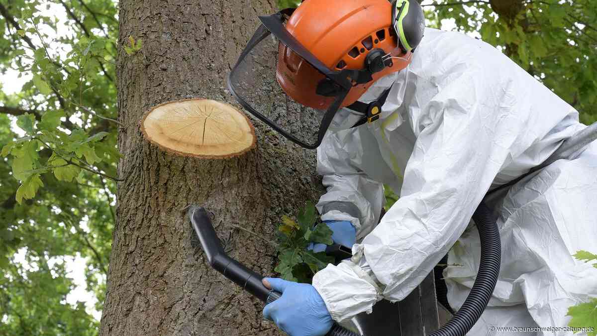 Giftige Raupe: Befall in Wolfsburg so stark wie nie zuvor