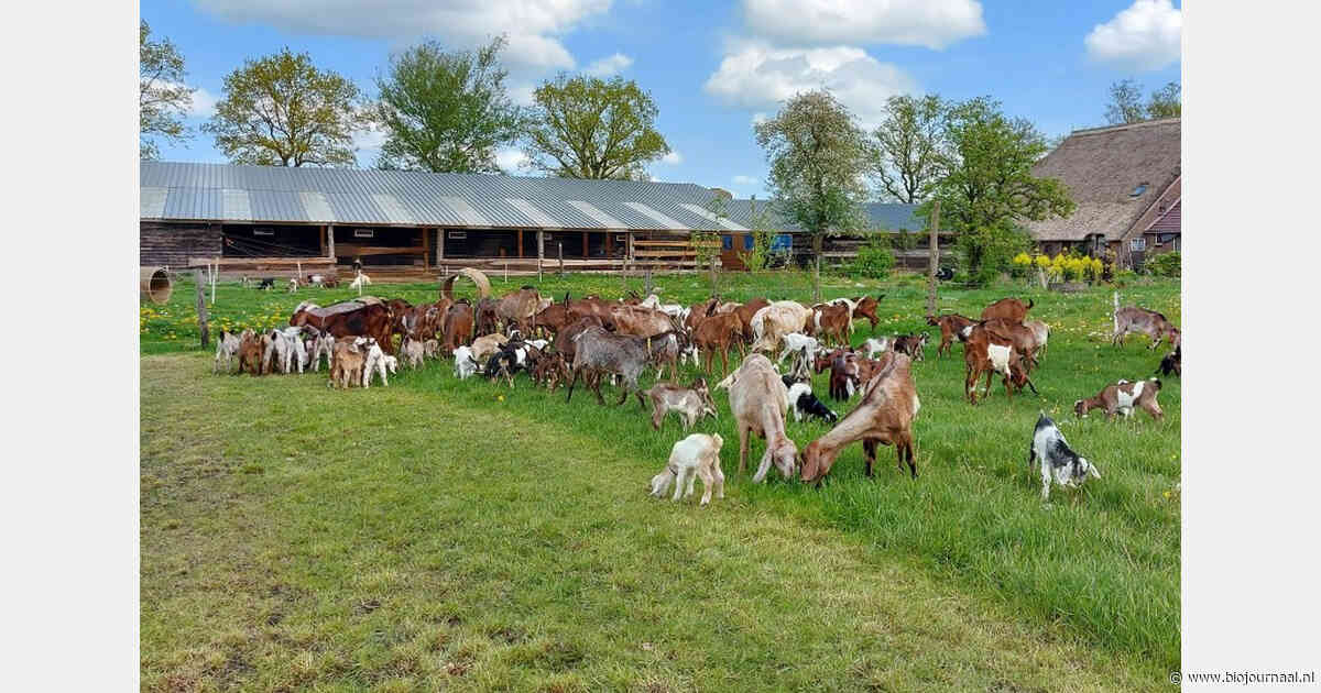 Boerderijverzuivelaars vragen ministers om nieuwe hygiënecode te herzien