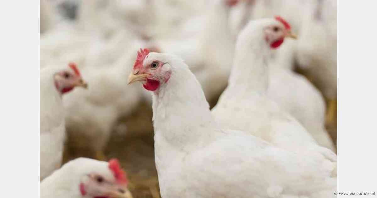SecurEgg Farmer en Kiwa VERIN verkorten controles bij legpluimveehouders