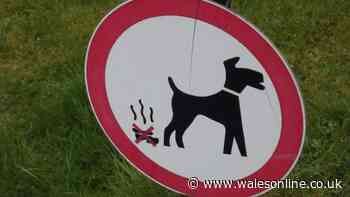 'Overwhelming support' for dog fouling controls in RCT