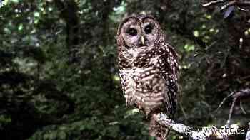 Hope remains for owl species despite no known wild population left in B.C., conservationist says