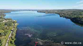 Besieged by weeds, northeast B.C. lakes targeted for harvesting pilot