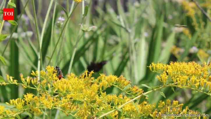 Cow Creek Wildfire: Florida forest rebounds with flowers and pollinators; shows fire-shaped ecology