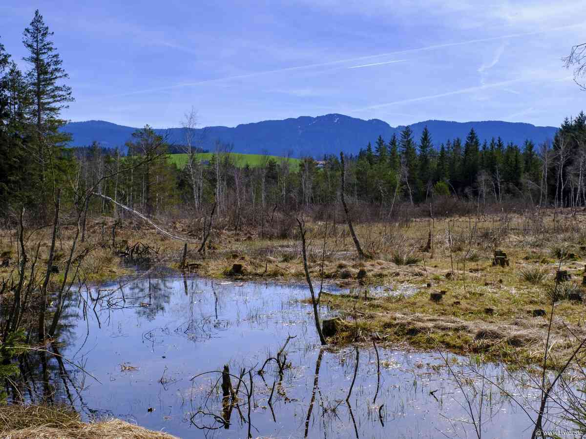 Kölnerinnen und Hund versinken im Moor in Bayern