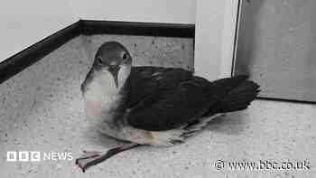 Second seabird blown 100 miles off course