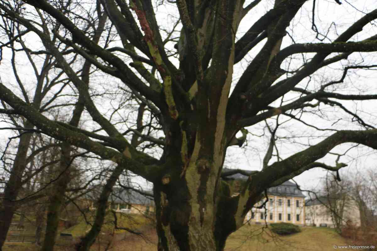Arbeitseinsatz im Schlosspark Leubnitz