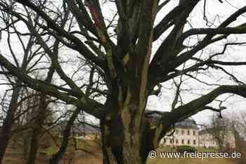 Arbeitseinsatz im Schlosspark Leubnitz