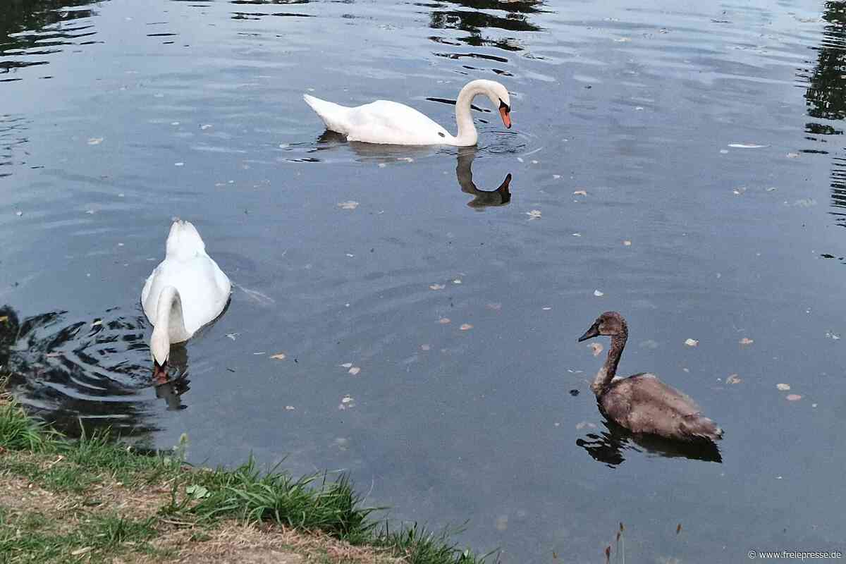 Drama um Schwanen-Baby im Vogtland: Ist das Tier gestorben?