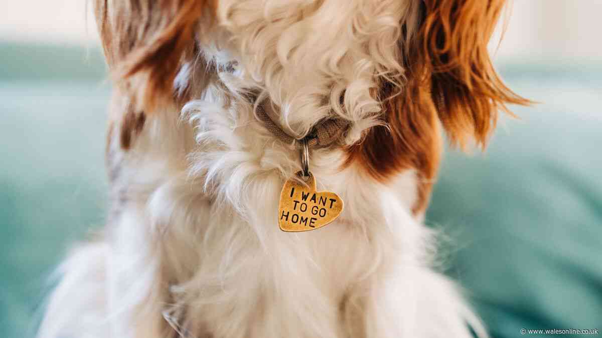 Dog owners forgetting to do one thing risk £500 fine - rule explained