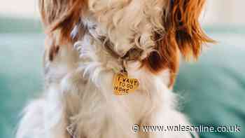 Dog owners forgetting to do one thing risk £500 fine - rule explained