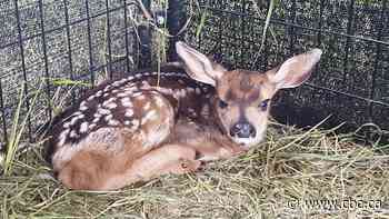 B.C. wildlife rescue says the province is blocking it from saving animals