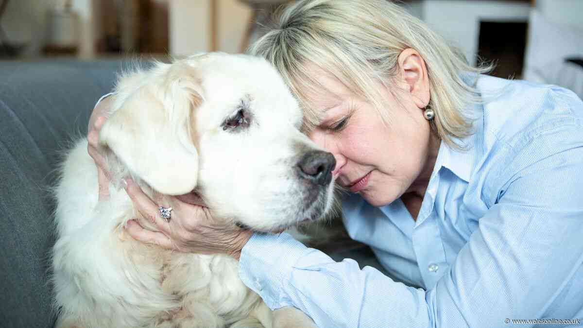 'Easy to miss' dementia signs in dogs and two other human conditions they can get