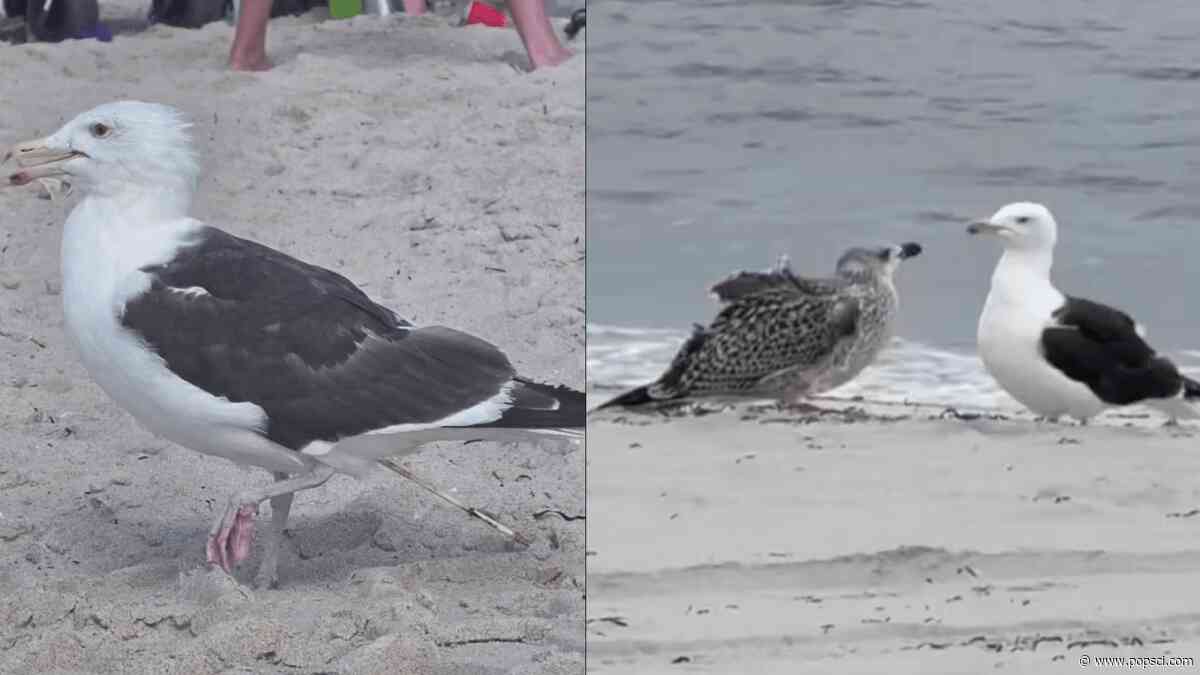 Bamboo skewer safely removed from a bird’s cloaca in New York