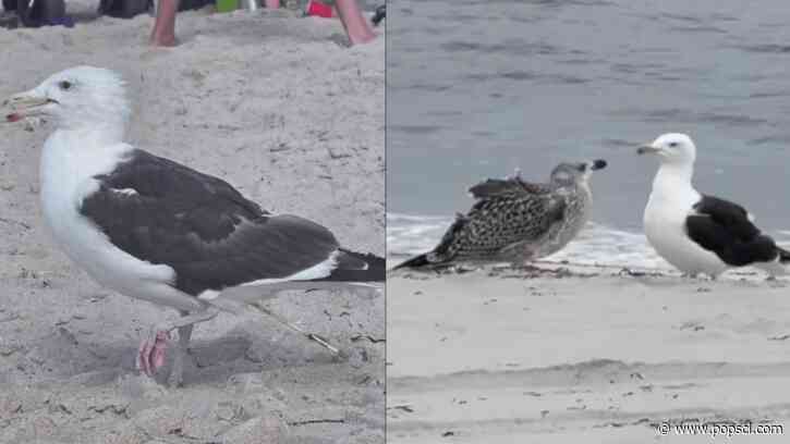 Bamboo skewer safely removed from a bird’s cloaca in New York