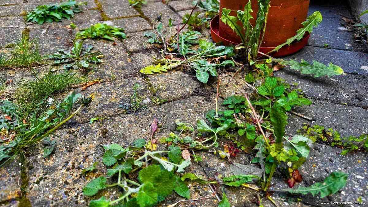 Weeds will disappear and not come back if you pour 1 kitchen item over them